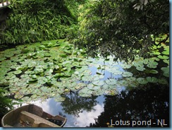 Orchid Garden (33)