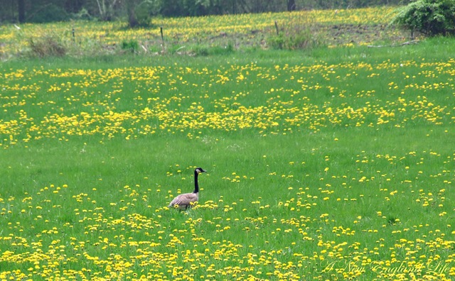 [goose field[4].jpg]