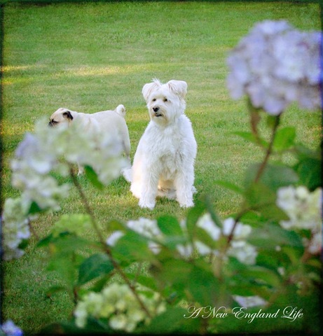[Lily and winston in the flowers[5].jpg]