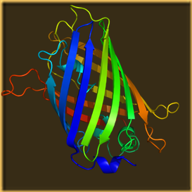 GFP is a long stringy biomolecule
