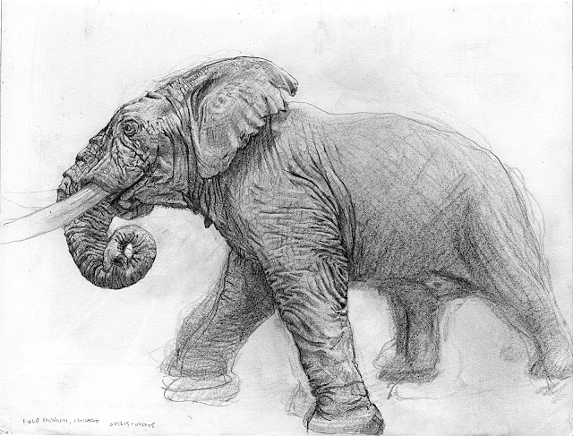 Tekening: Charles Darwin
