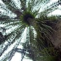 Palma Africana