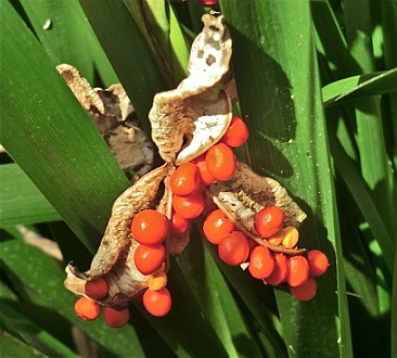 Spotting Image 1