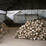 Pachira knollen