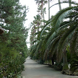Palmstreet