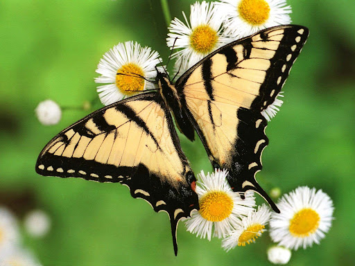 Green Butterfly Wallpaper 01 Green Butterfly Wallpaper