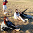20060617 Shoreline Kit - 02