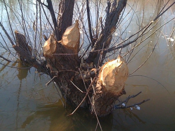 [beaver tree[3].jpg]