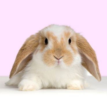 [rabbit[3].jpg]