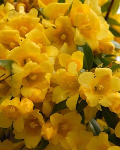 [carolina jasmine[7].jpg]