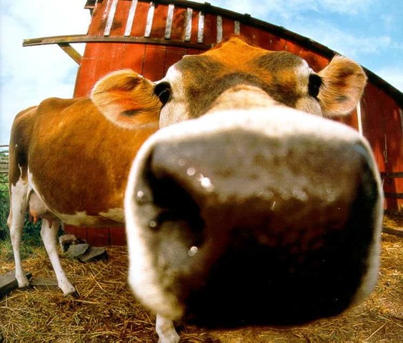 [cute cow[3].jpg]
