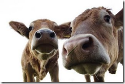 cows