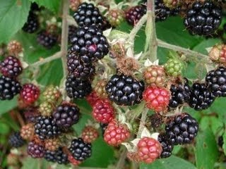 [wild_blackberries[3].jpg]
