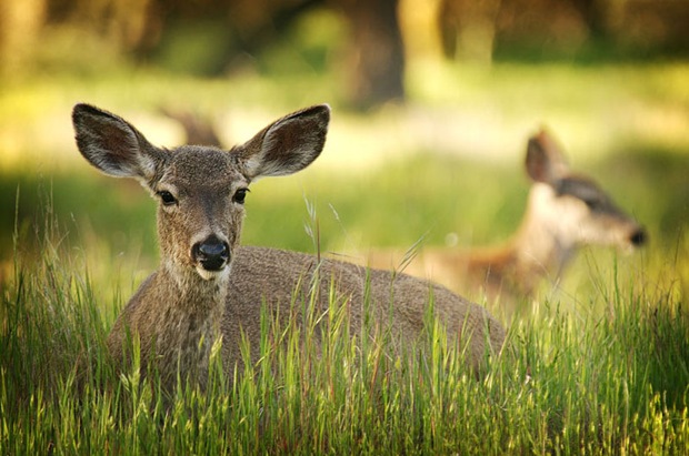 Wildlife-and-animal-photography