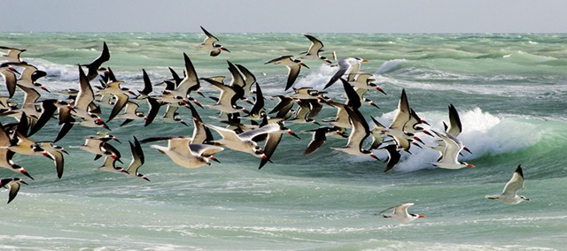 [Wildlifephotographyflockofbirds2.jpg]