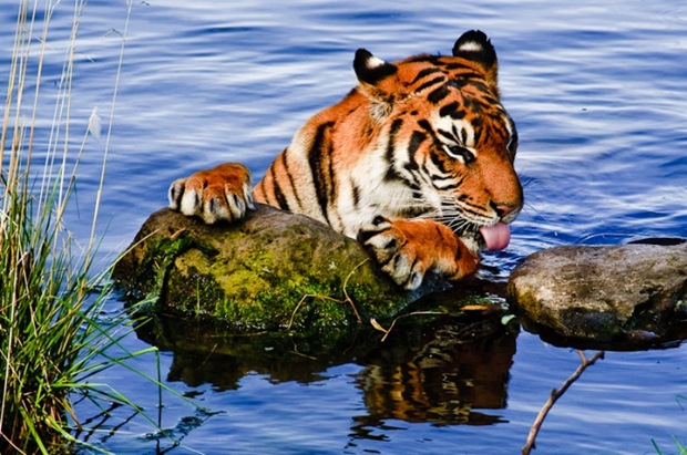 Tiger-in-water