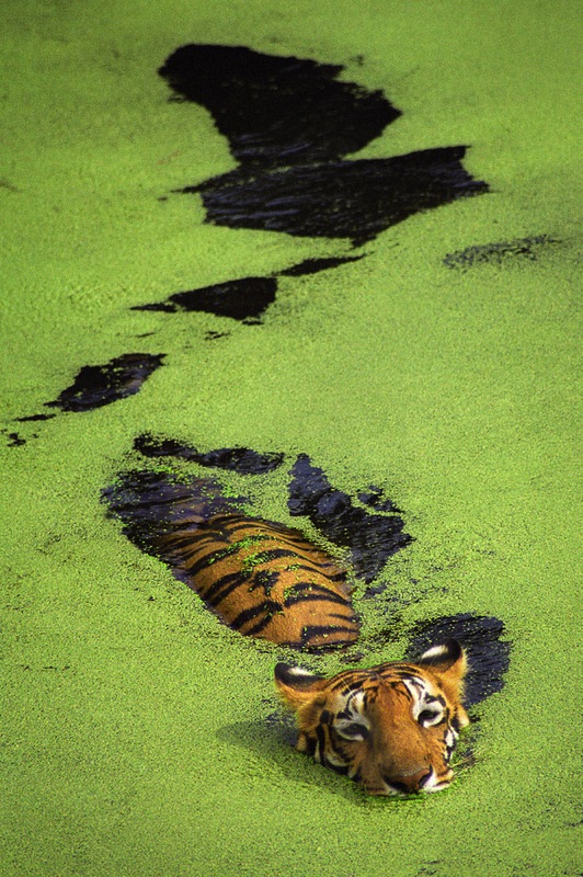 Tiger-swimming