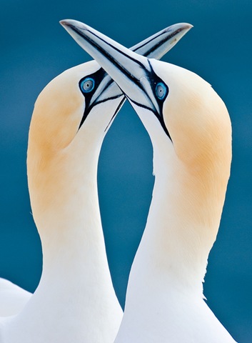 [Wildlifephotographybird43.jpg]