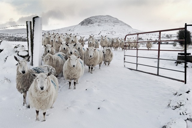 [SnowySheepinsnow3.jpg]