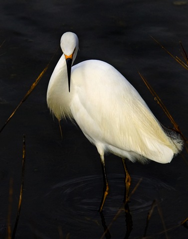 [SnowyEgretElegance3.jpg]