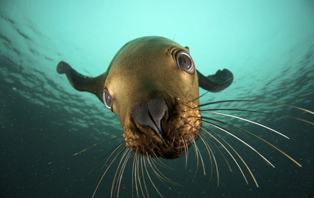 Steller Sea Lion Underwater Photography at Hornby Island, British Columbia, Canada