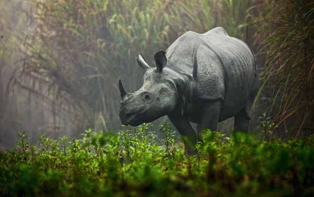 Photography of Rhino in the mist at Kaziranga National Park, India Photography of Rhino in the mist at Kaziranga National Park, India