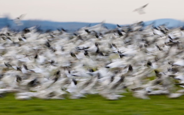 [blurry-birds-animal-photography[4].jpg]