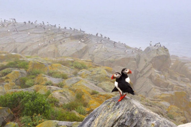 Atlantic Puffin Pair photography at Machias Seal Island, Maine Atlantic Puffin Pair photography at Machias Seal Island, Maine