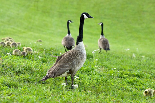 Birds-in-green-field Birds-in-green-field