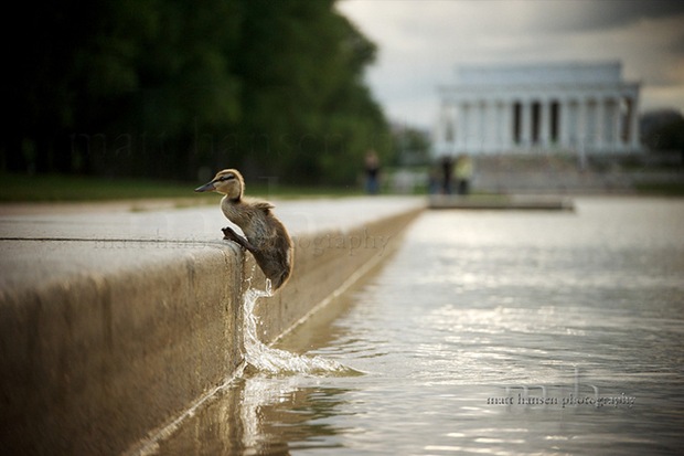 little-bird-on-lake at the The Lincoln Memorial,Washington, DC 20037 little-bird-on-lake at the The Lincoln Memorial,Washington, DC 20037