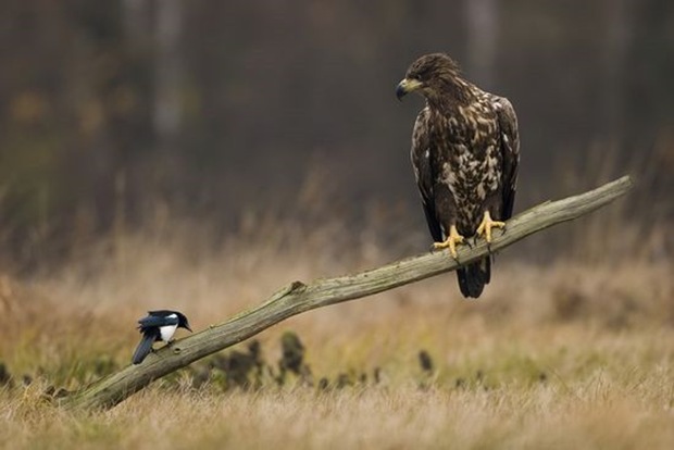 prey-Birds-photography