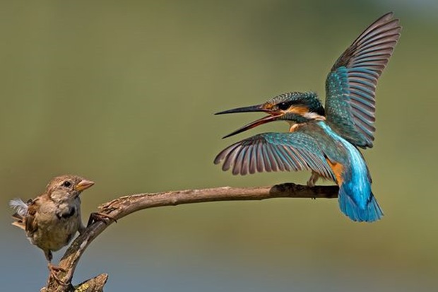 Wildlife-photography-of-birds5