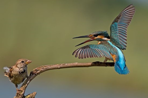Wildlife-photography-of-birds5 Wildlife-photography-of-birds5