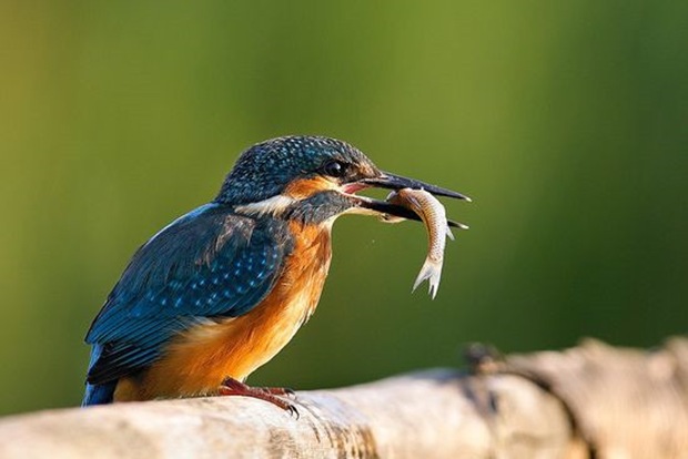 Wildlife-photography-of-birds