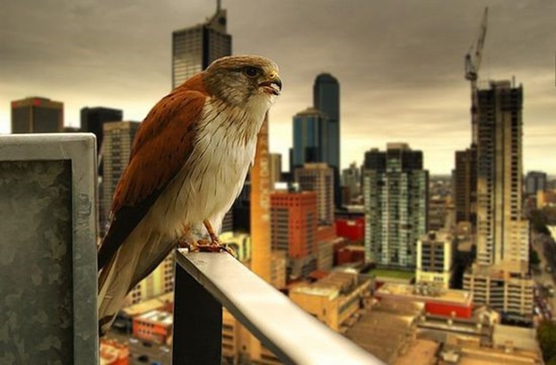 prey-Birds-photography2 prey-Birds-photography2