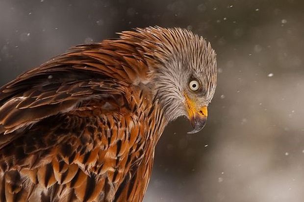 prey-Birds-photography-eagle