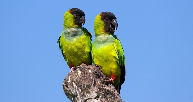 Wildlife-photography-of-birds-Principe-Negro