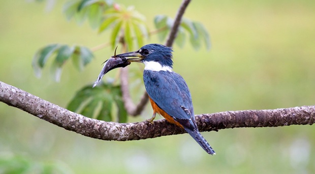 Beautiful-birds-photography-Martim-Pescador