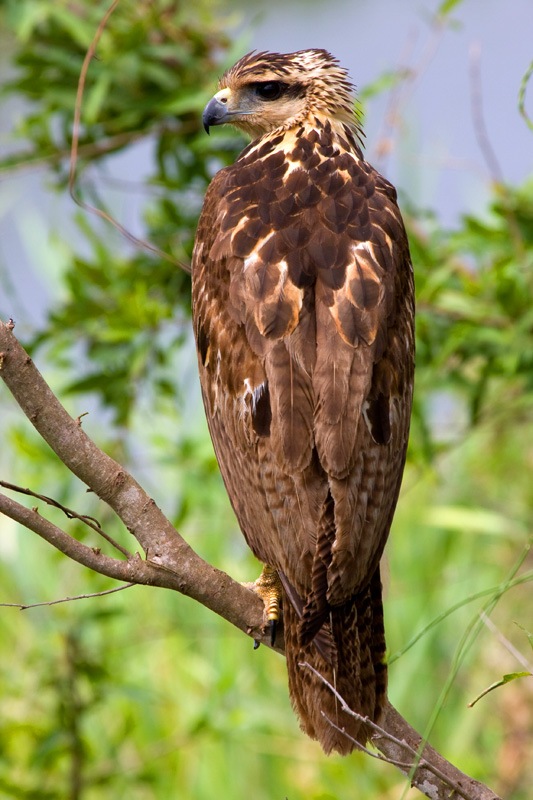 Bird of Prey -Gaviao-Caboclo