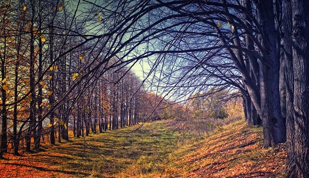 Fall-photography Fall-photography