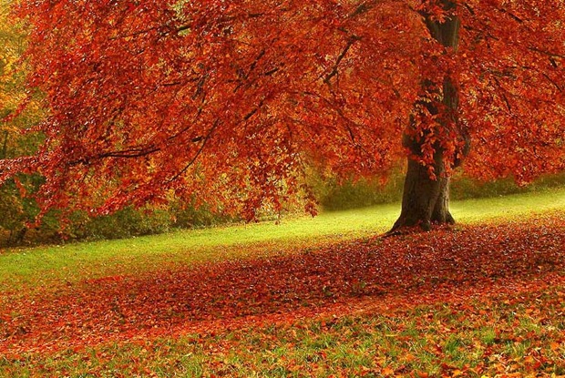 20-Fall-leaves-and-foliage 20-Fall-leaves-and-foliage