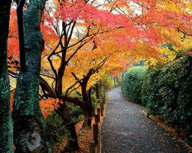 14-Fall-leaves-and-foliage 14-Fall-leaves-and-foliage