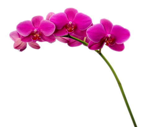 Pink Orchid on White
