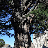 A Macrocarpa Tree.Macrocarpas natural habitat is limited to the peninsular of Point Lobos, near Monterey, in Southern California, also the home of Radiata Pine. It was introduced to New Zealand in the 1860s and was planted mainly as shelter belts but occasionally as plantations.