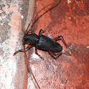 Longhorn Beetle