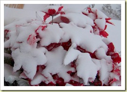 poinsettias 2