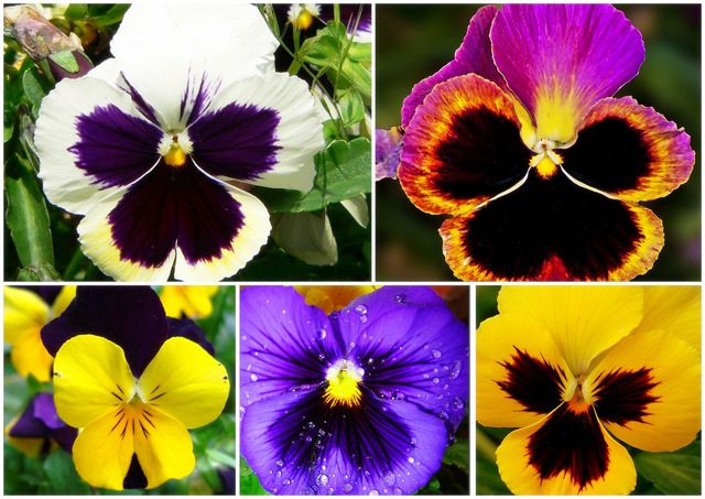 [FLOR TOURO1[6].jpg]