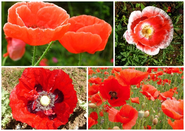 [FLOR PEIXES1[5].jpg]