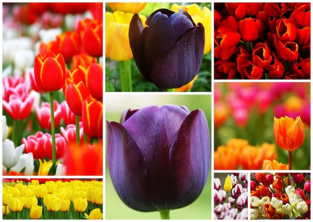 [FLOR SAGITA2[5].jpg]