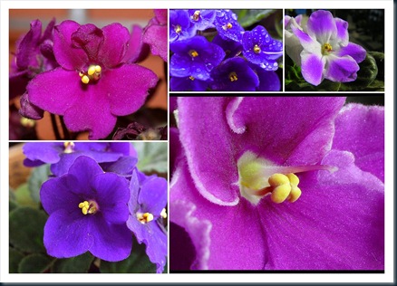 FLOR CAPRI1 FLOR CAPRI1